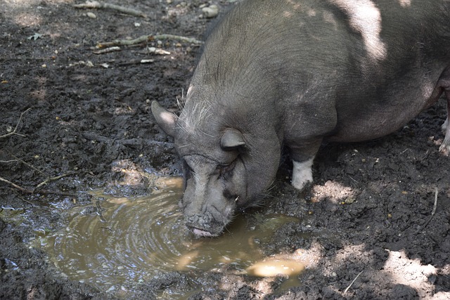 自己的战术 自己的战术